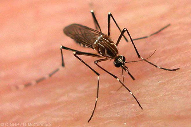Dengue: A Comprehensive Guide to Symptoms, Prevention, and Treatment at Green City Hospital